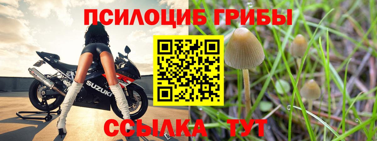 Сальск  Псилоцибиновые грибы Cubensis  Вход с VPN 